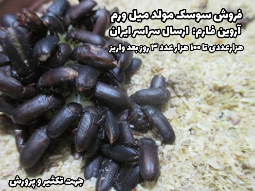 خرید سوسک مولد میلورم جهت پرورش Mealworms Beetle