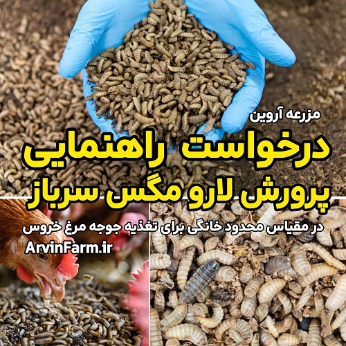 درخواست راهنمایی پرورش مگس سرباز سیاه مقیاس خانگی و محدود